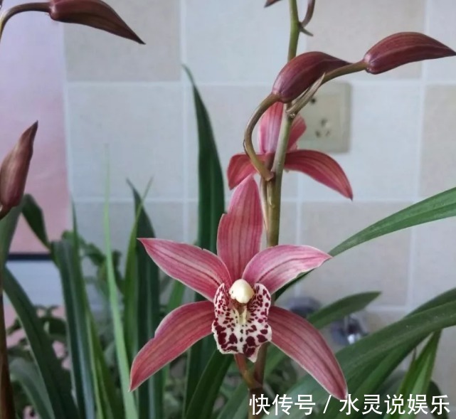 5种花卉“别乱养”,香气“有毒”,放在卧室并不好,别疏忽!