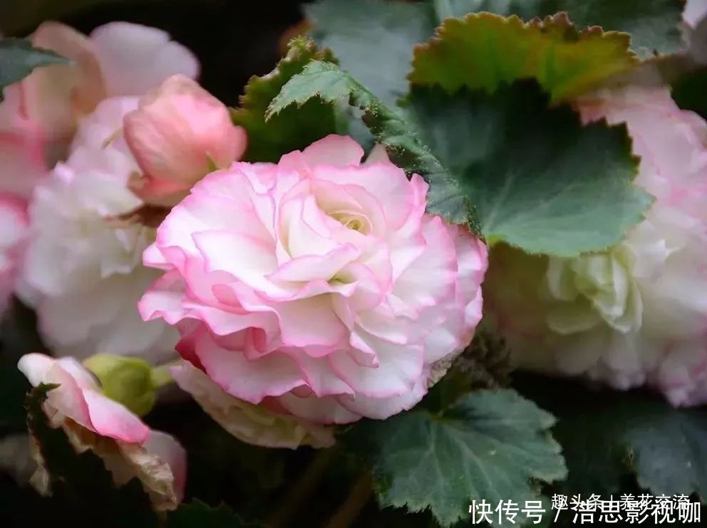 幼苗|秋海棠用叶子繁殖，一片叶可培育很多幼苗，用珍珠岩就行了