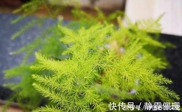 叶子绿油油|这几种花是酒鬼,浇水兑点啤酒水,叶子绿油油!