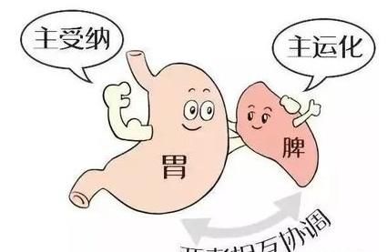 健脾|怎么样才算是脾虚？脾虚到底是怎么回事？