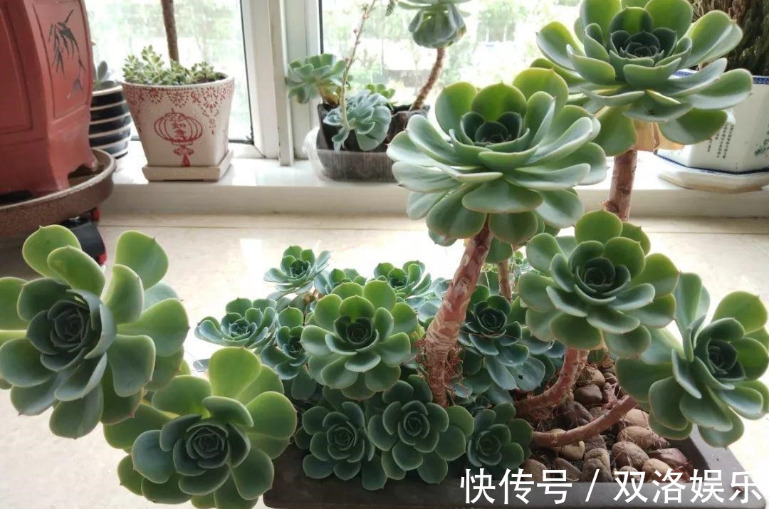 浇水|6种多肉太难养,赶紧留个种,省得每年都要重新买!