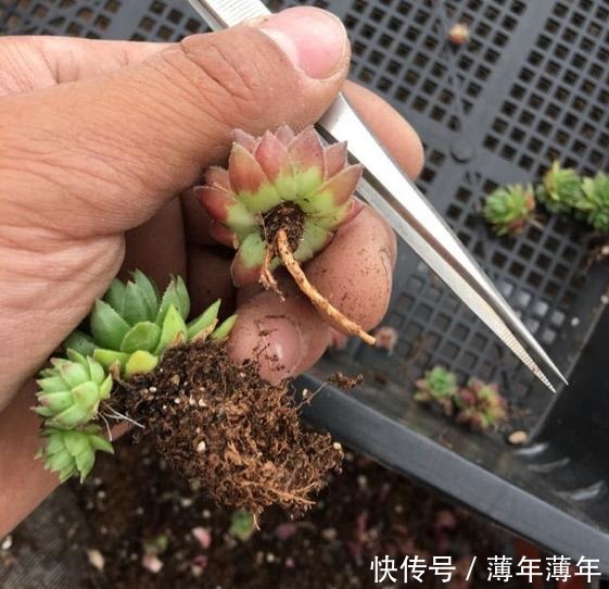 烂木头充分利用,资深花友打造出迷你多肉花园,以后烂木头别丢了!