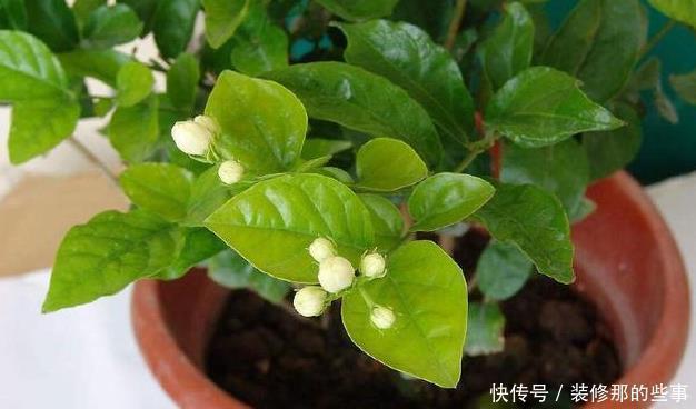 花草长了虫，用家里一些小玩意，一喷就消灭光，药都不用买！