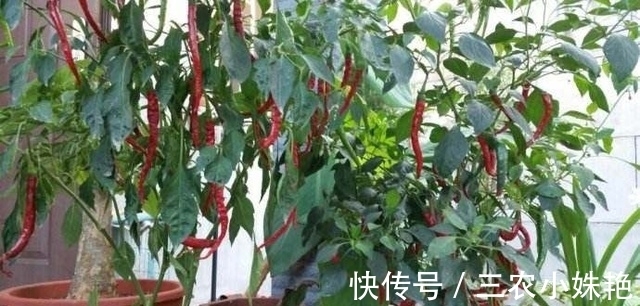 辣椒辣椒|家里阳台种三种蔬菜,一年四季有菜吃,产量高好种植
