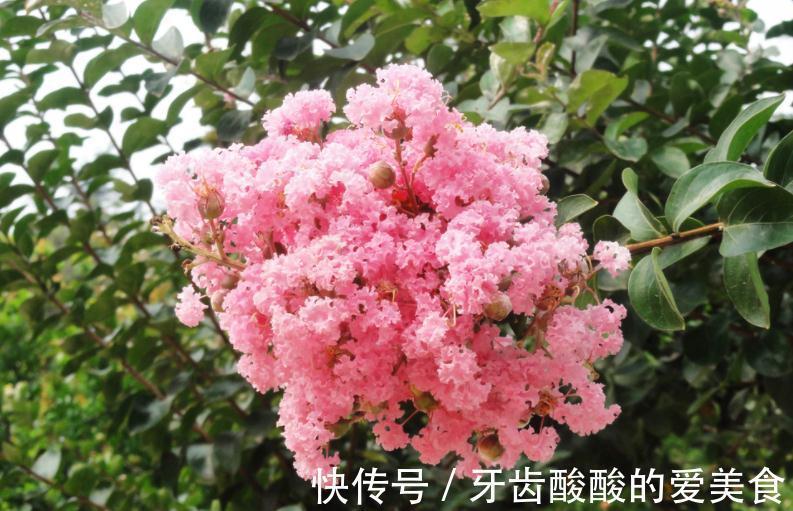 老人说，家中一定要种几盆“红艳花”，花开似火，寓意家和万事兴