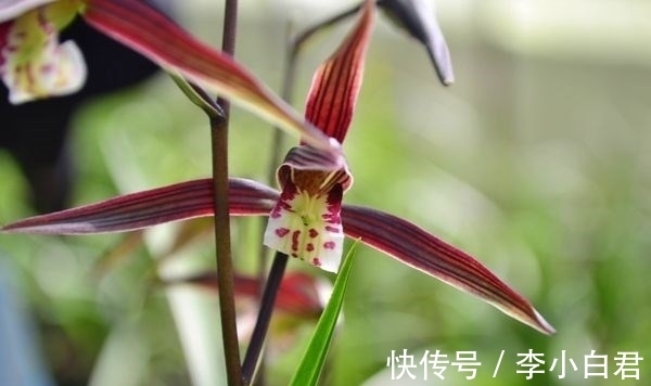 这款兰花“厉害”了,古香古色,冬季养正合适,左邻右舍都说好