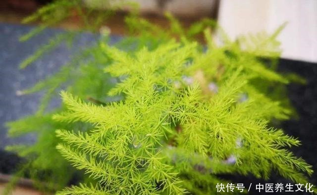 这几种花是酒鬼,浇水兑点啤酒水,叶子绿油油!