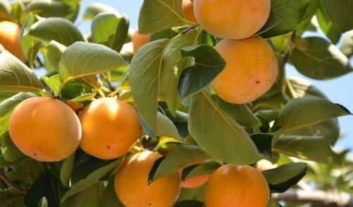 柿子|吃了都说好的食物，男女坚持吃，清热解毒，去病强身，滋养肌肤