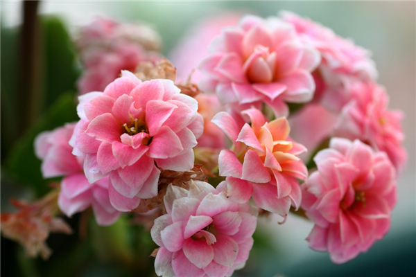 长寿花的养护技巧，怎样让长寿花花色艳丽，花朵爆盆