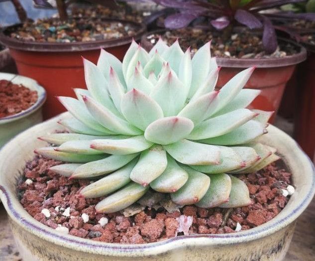 家里的多肉总是养不活做好几点,有效提升多肉植物存活率