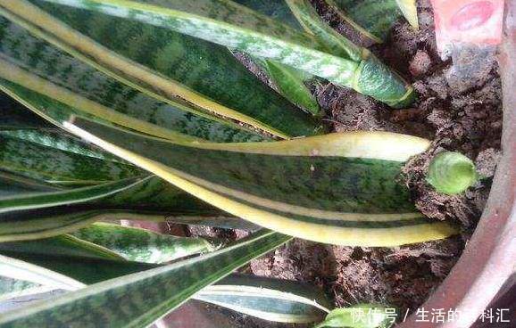 绿植|这四种绿植,十天半个月可以不浇水,爆芽、疯长到盆都装不下!