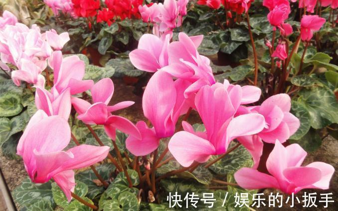 农历9月28日霜降后，养什么花？以下3种花，喜气洋洋福享新春