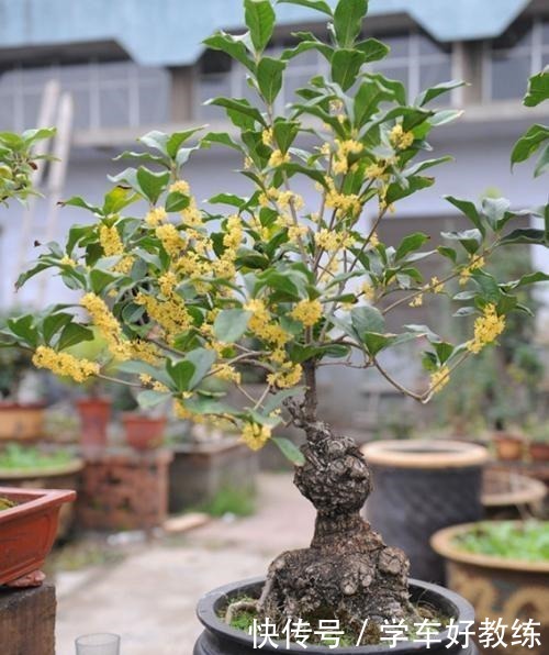 给桂花树施肥有“三个时期”和“四忌”之说,养桂花不能不了解!