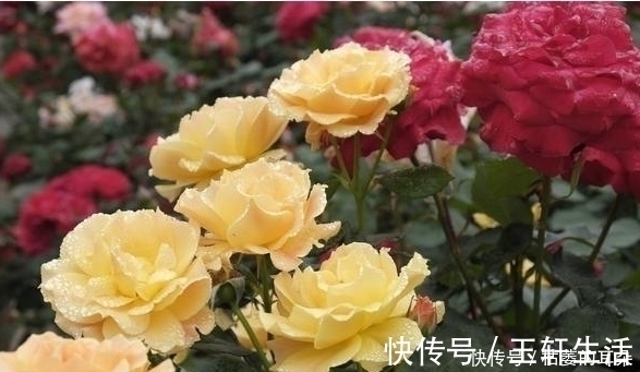 吉祥|喜鹊叫,好运到:富贵临门,日日财源顺意来,新的一年,吉祥高照