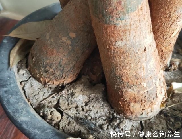 养发财树,别老犯这5个“错误”,现在改还来得及!