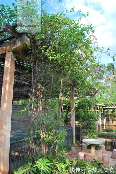 红斑狼疮|山砒霜,见过吗?治类风湿性关节炎、红斑狼疮、银屑病