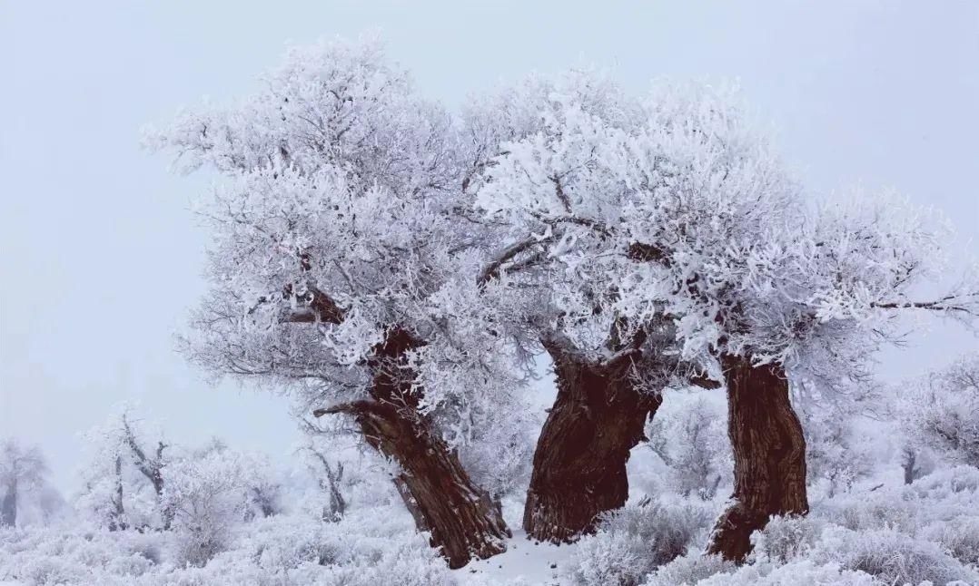 雪天|【酷游哈密】你见过冬天的伊吾胡杨林吗？雪天美成人间仙境