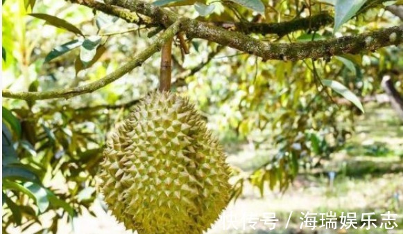 榴莲树|被誉为“水果之王”的榴莲，果农怎样收获优质高产，只需掌握五点