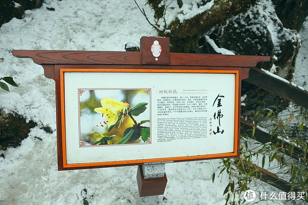 金佛山|夏日忆雪---重庆南川金佛山赏雪记