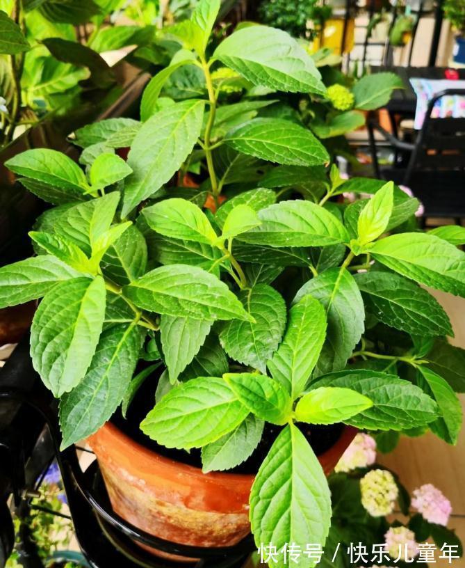 冬日室内盆栽绣球花,记不住这4点要求算白干