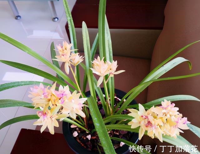 建兰奇花之首“富山奇蝶”，花似牡丹，兰香醇正，勤花勤草还好养