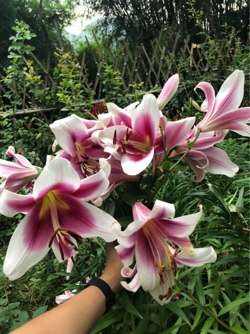 有些花虽好看，但是不适合养在卧室，你中招了吗