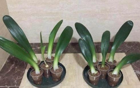 开花|王大姐养君子兰,“插”个叶到土里,一盆成10盆,每盆开花都美爆