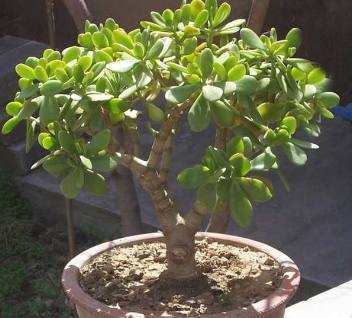 公公在花盆垫点它,玉树蹭蹭疯长,叶片肥厚翠绿欲滴!