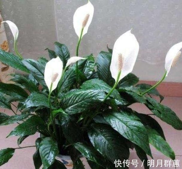 卫生间有异味,就养4种花,耐阴吸异味,养在卫生间高大尚