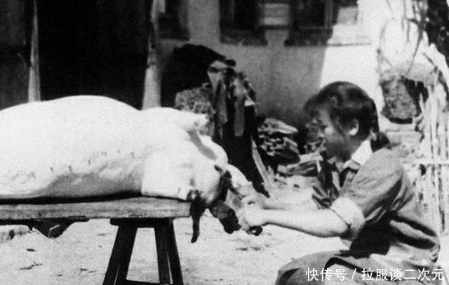 老照片|50年代的中国老照片：小学生捡稻根灭螟虫，女人杀猪干净利落！