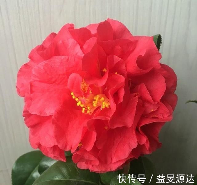 牡丹|别养月季了，这款花卉比“牡丹”还美，比香水好闻，花期长达半年