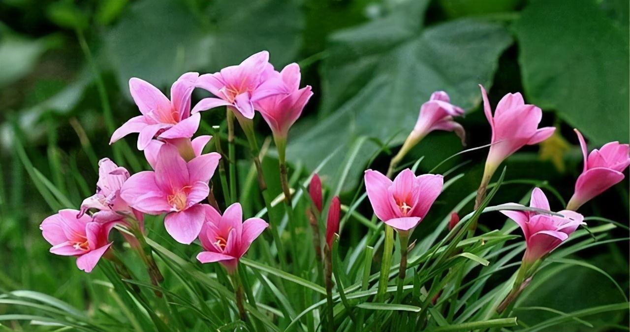 这4种花便宜又好看，放养也能存活好，非常适合新手和忙碌的花友