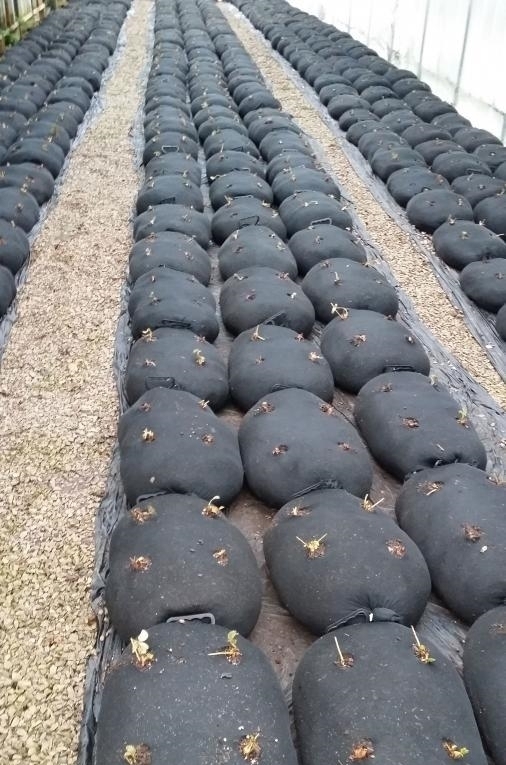 纱布袋|都是自家种菜,邻居大叔直接用纱布袋几十天一丰收,多的还能拿去卖