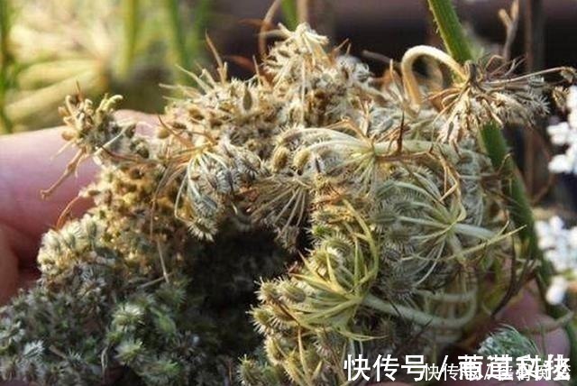 我们来了|如果它刚好长在你家地旁,请记得采摘草籽,有价值,并且很珍贵