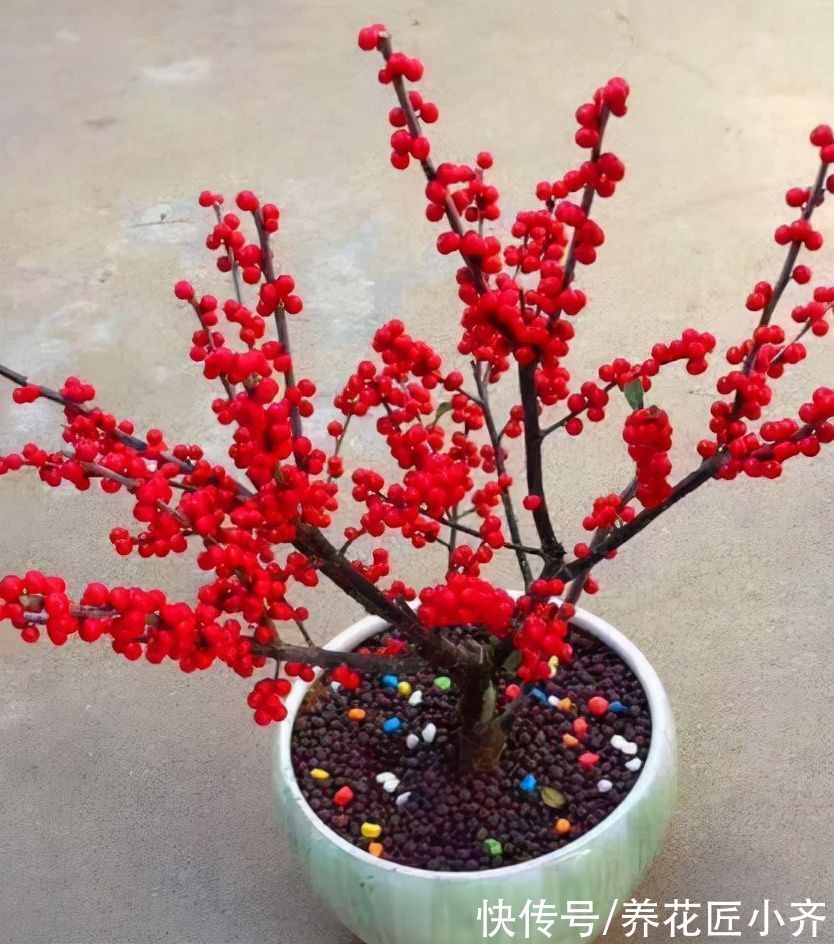 栽培|10种花中“贵货”太好看,打工仔“不舍得”买,等有钱要买一盆