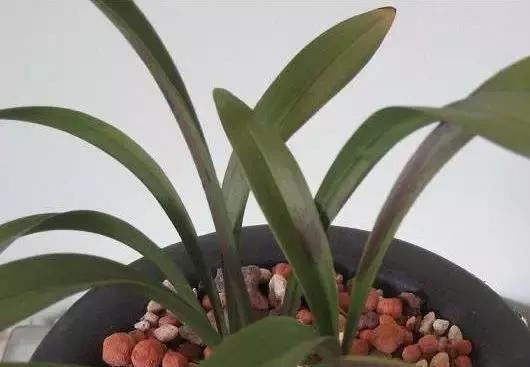 这几种“小药片”可别扔了，放水里搅一搅，促生根开花还能防烂根