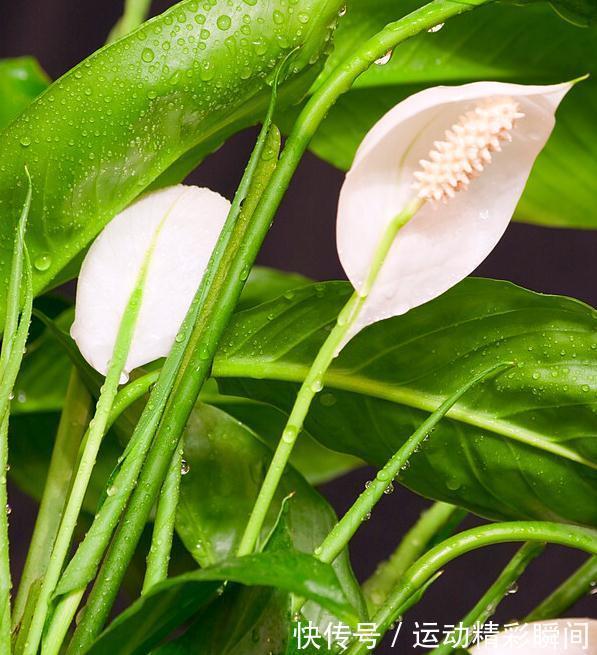 这五种植物,价值最高,净化空气效果最好