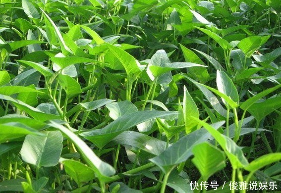 空心菜為何一炒就黑，原來“第一步”就搞錯了，難怪家人不喜歡吃