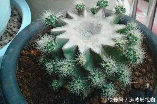 种花|常见的2种花,夏天多“切几刀”,才能呼呼冒“新芽”,翻倍的长