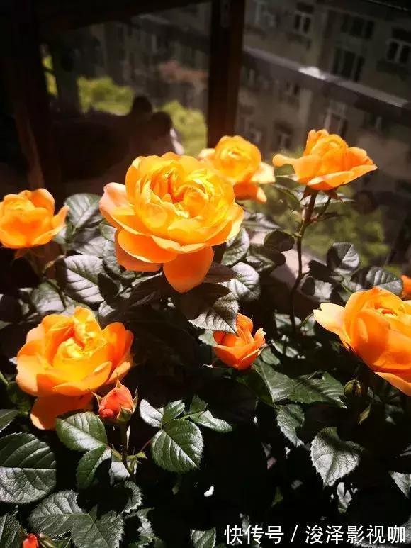 羊粪|路边捡来4种小东西,丢在盆底,一年不用施肥,也不怕烂根!