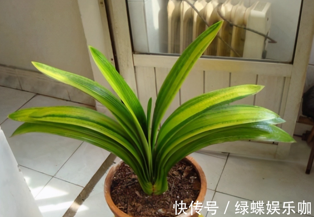 养君子兰的“小诀窍”,通过观察叶子,就能找出它的病因