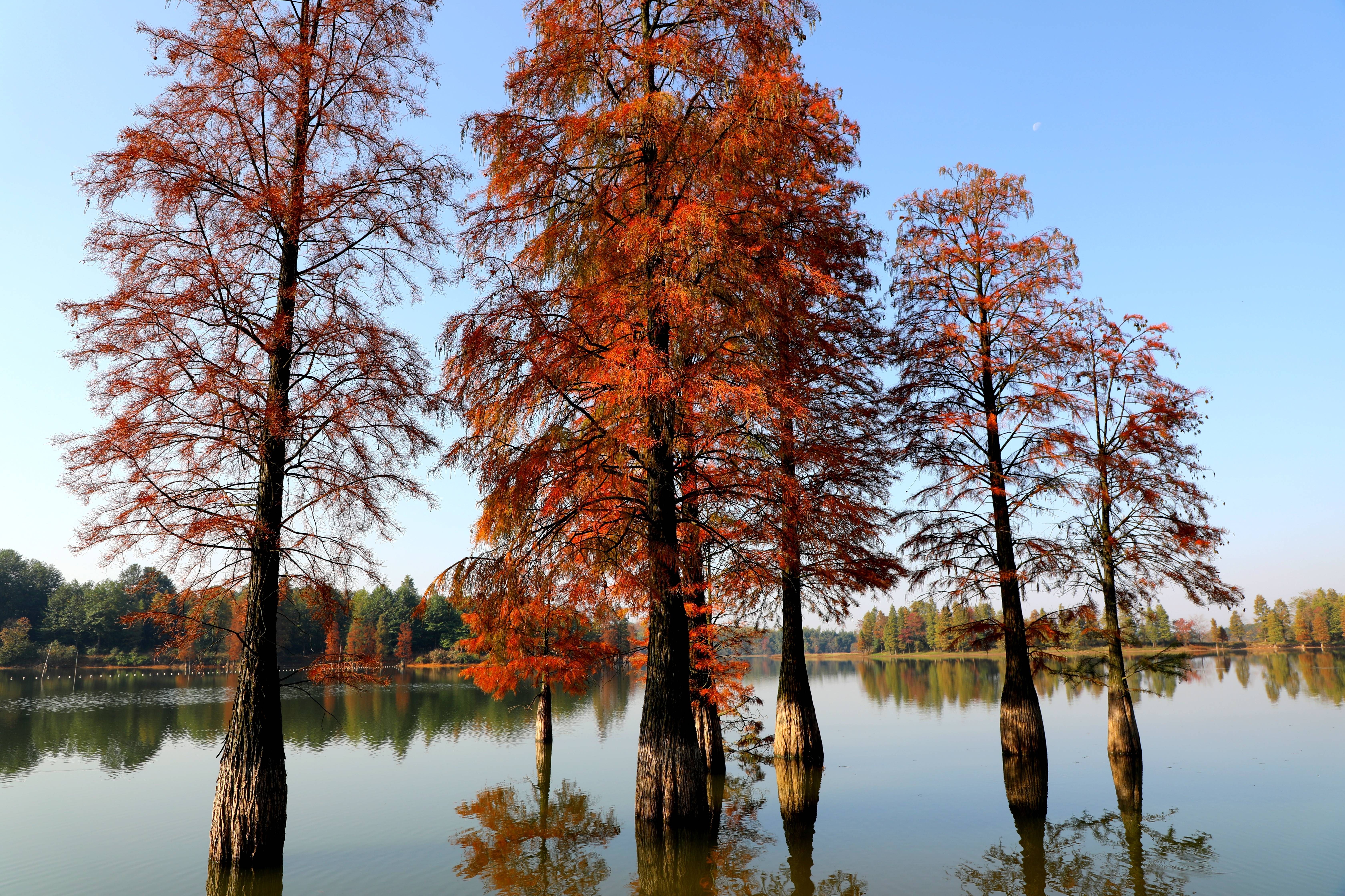 池杉|冬日兰湖： 遇见最美池杉