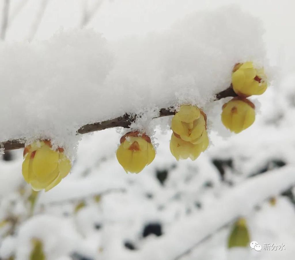 分水迎来新年第一场雪