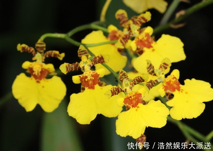 原球|喜欢养花就养文心兰,开花金黄寓意好,养护轻松花香四溢,美极了