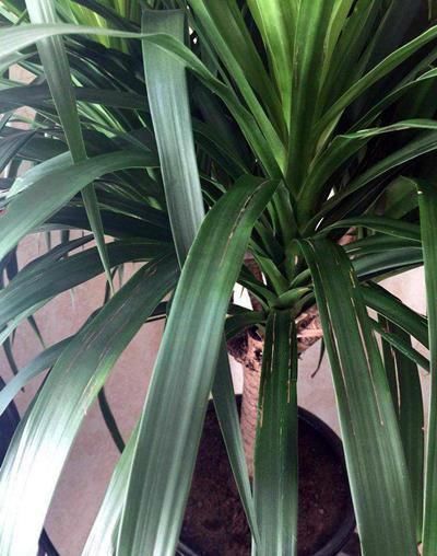 杜鹃花科|在家养4种大型观叶绿植,把家里变成天然氧吧,大大提升空气质量