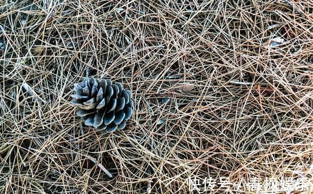 家养君子兰,盆土里加点好东西,叶子油亮根还旺,轻松窜出3花剑