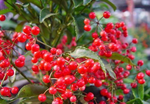 观赏价值|居家养花,首选这3种,寓意美好观赏价值极高,是盆栽佳品!