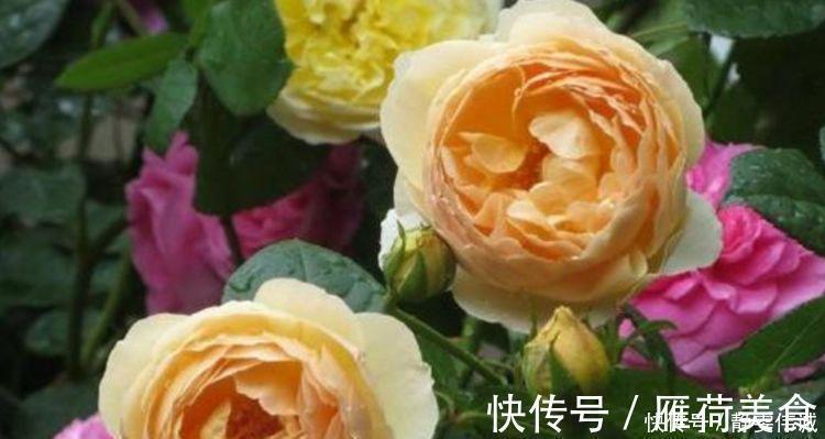 蔷薇|家里养上4种花,不见叶子只见花,花瓣层层叠叠超漂亮