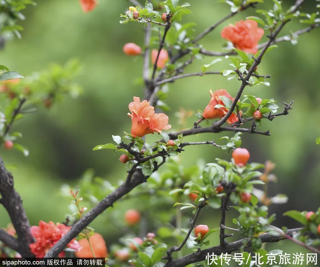 小北|野趣十足的免费公园，还有石榴！周末约起~