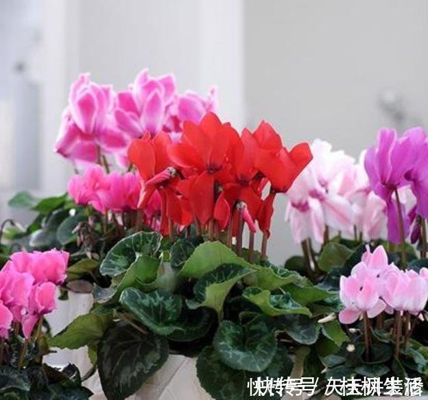 仙客来|自带“福运”的3种花，开花漂亮财运来，枝头窜满花苞，美